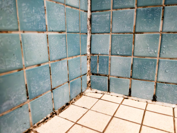 Best Basement Mold Removal  in Hastings, PA